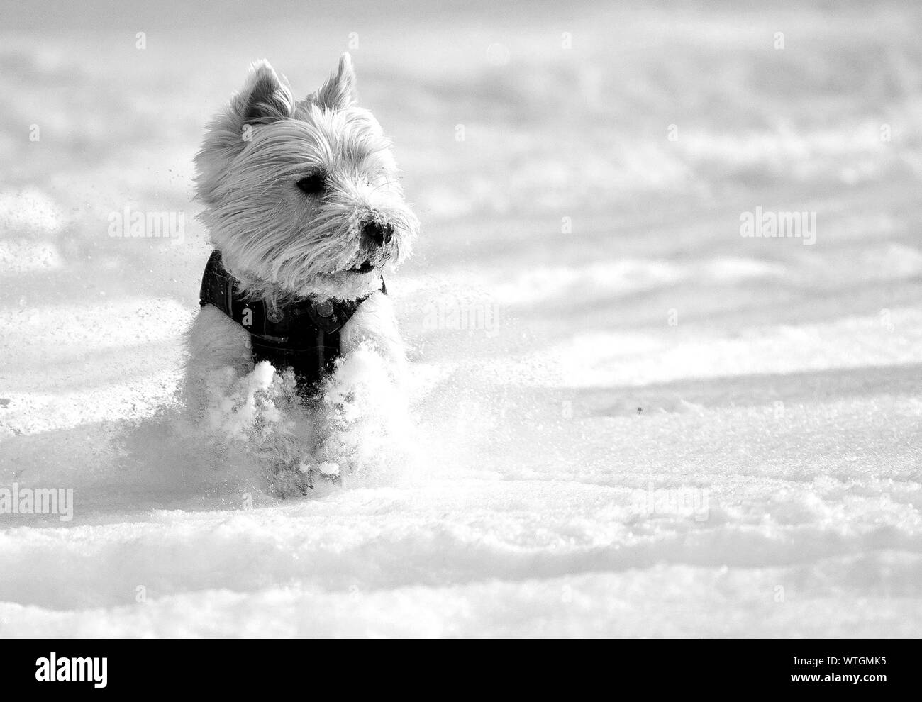 West Highland Terrier Black and White Stock Photos & Images Alamy — free download