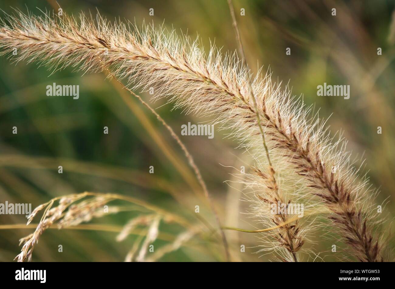 Close-up Of Cereal Plant Stock Photo