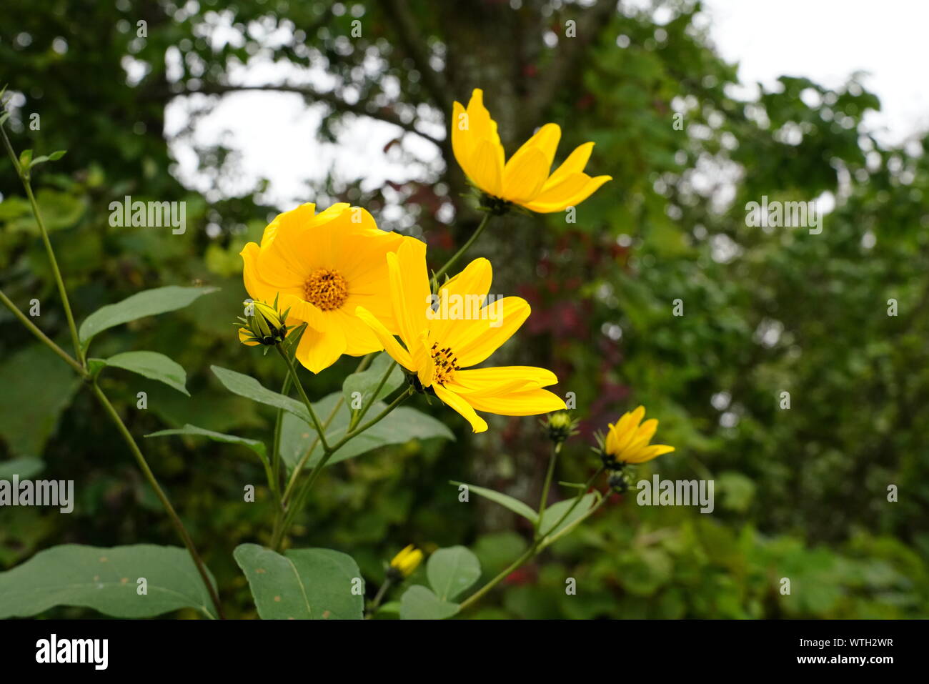Yellow Flowers Roadside Stock Photos & Yellow Flowers Roadside Stock Images Alamy