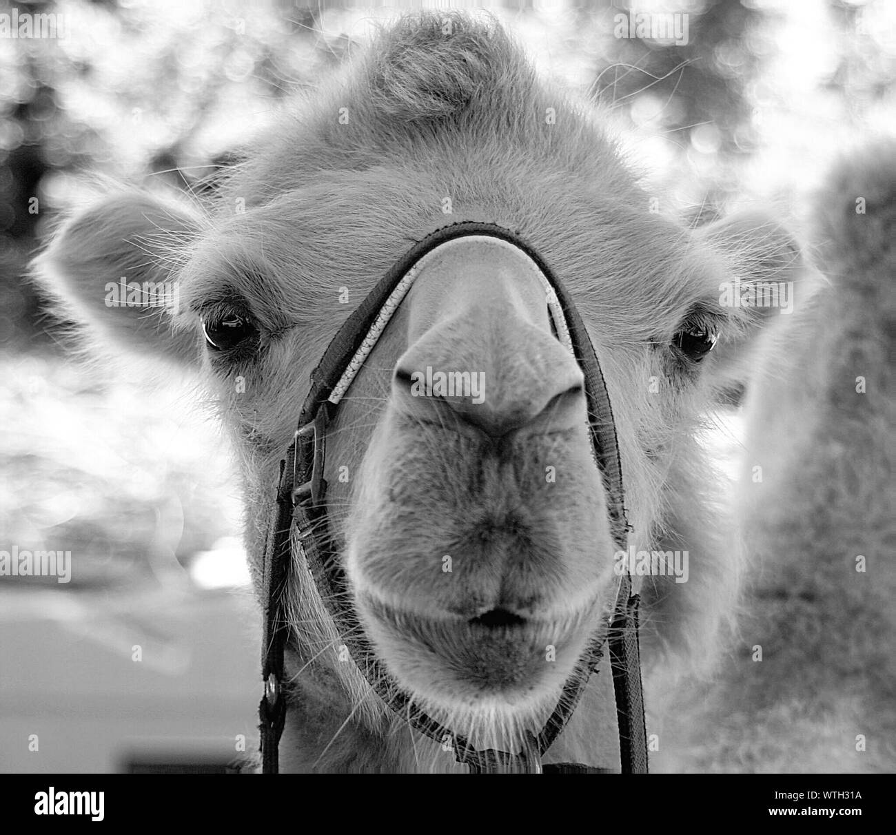 Camel looking into camera Black and White Stock Photos & Images - Alamy