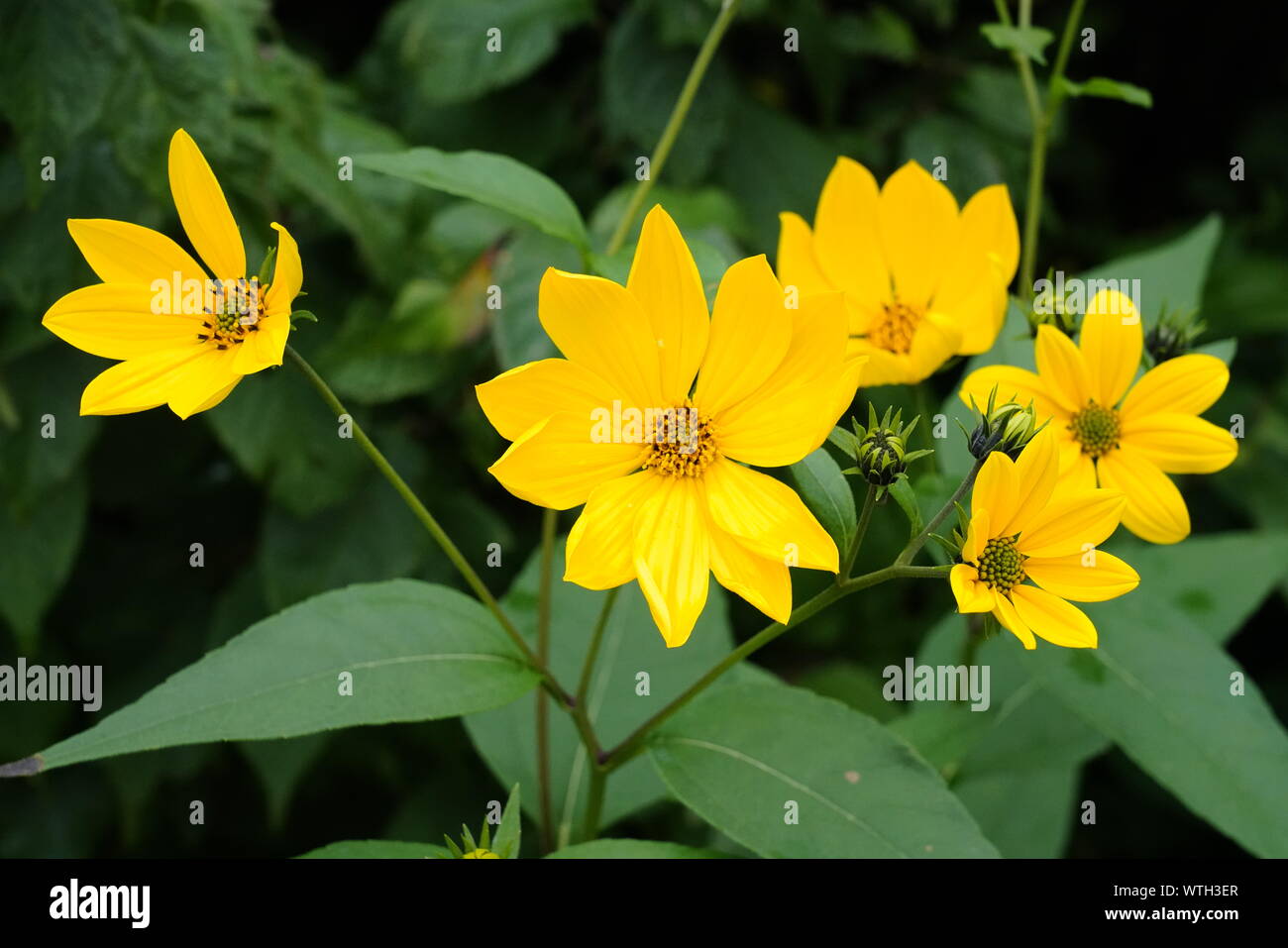 Yellow Flowers Roadside High Resolution Stock Photography and Images Alamy