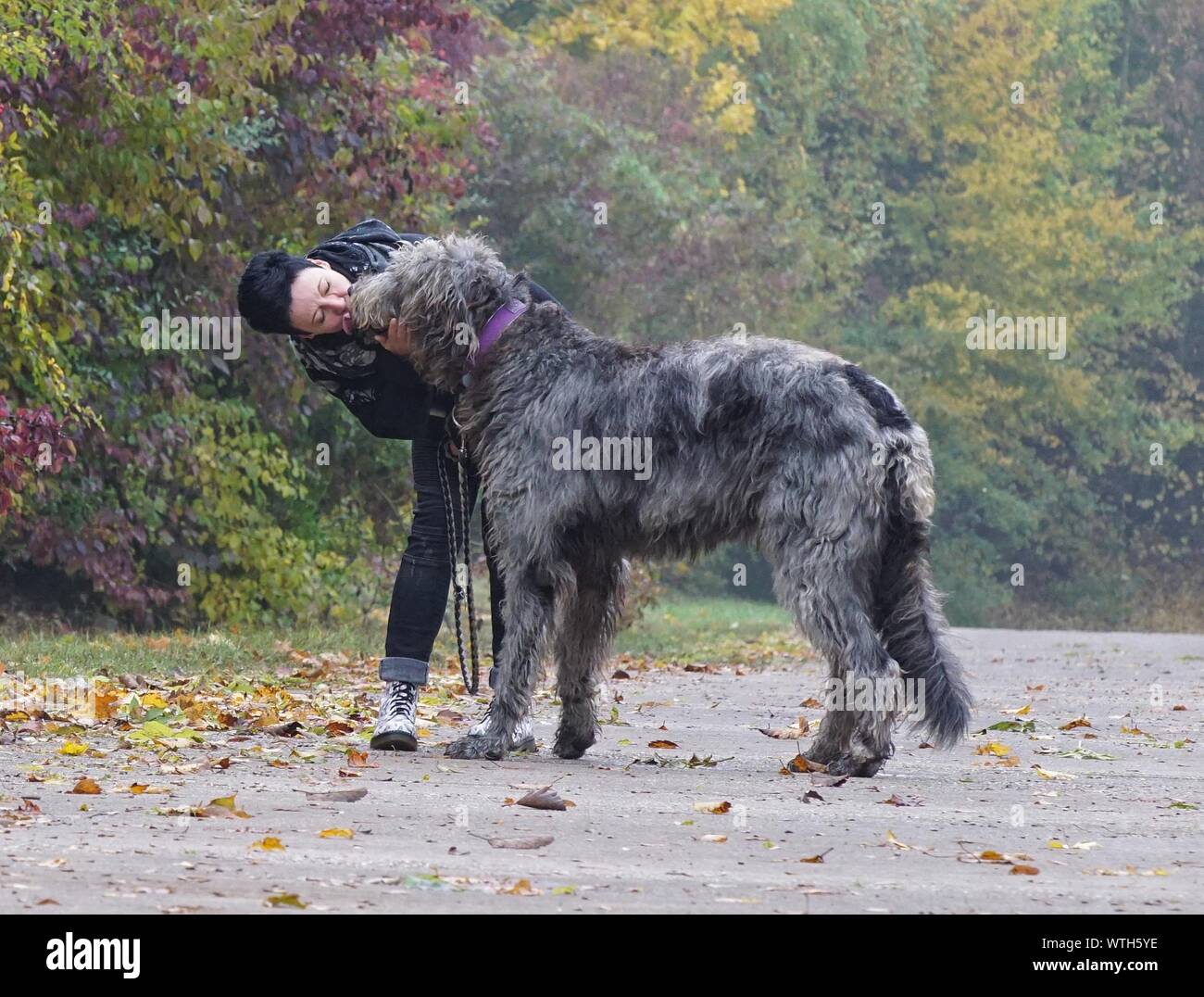 long haired irish wolfhound