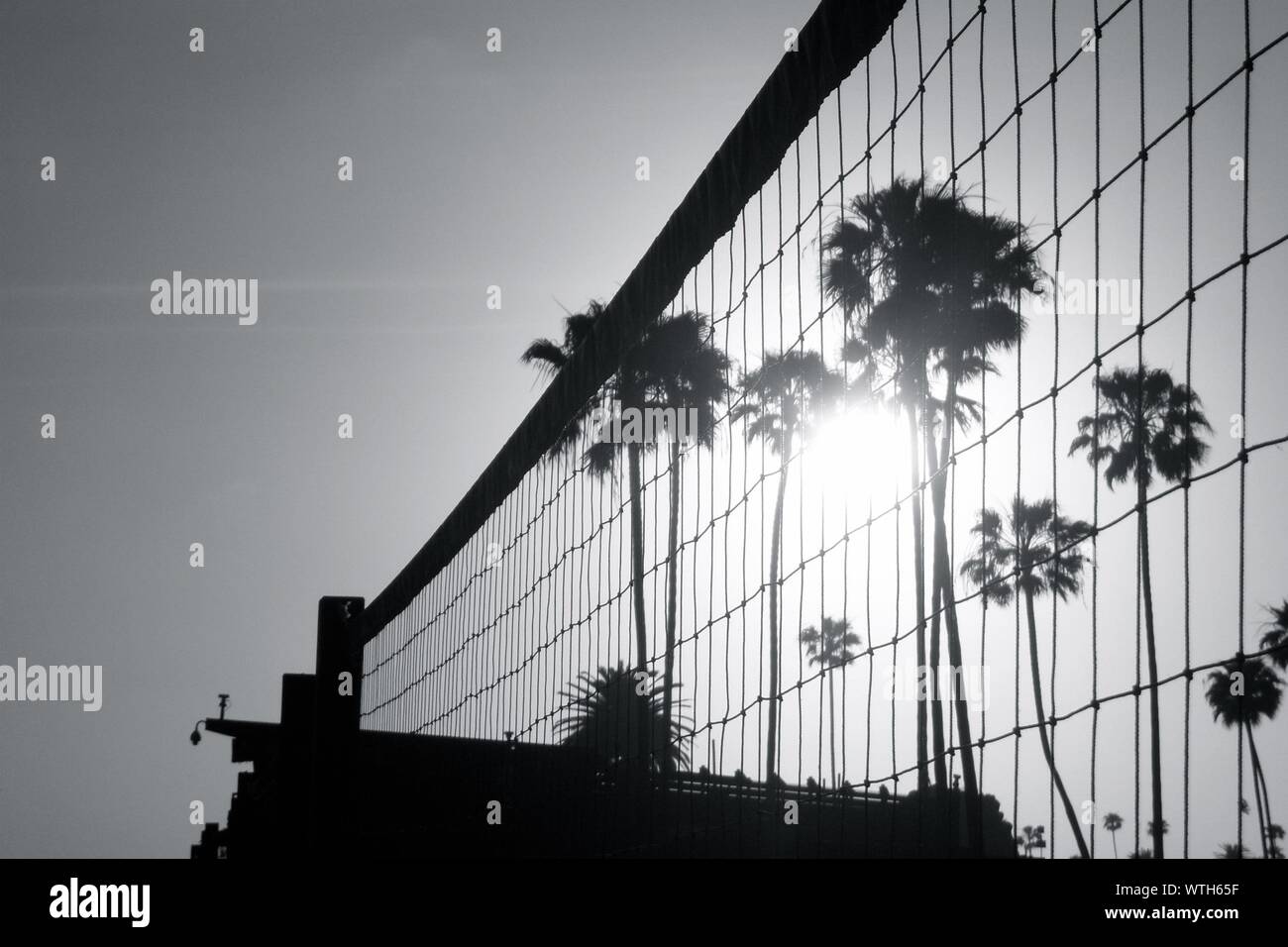 Volleyball palm trees beach hires stock photography and images Alamy