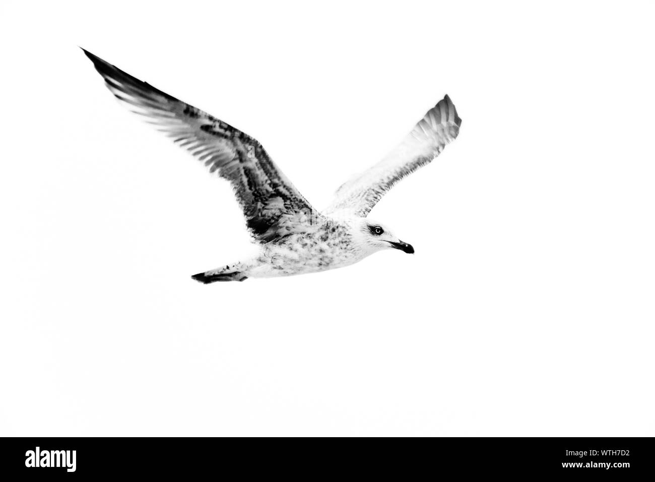 Portrait of seagull bird in flight Stock Photo