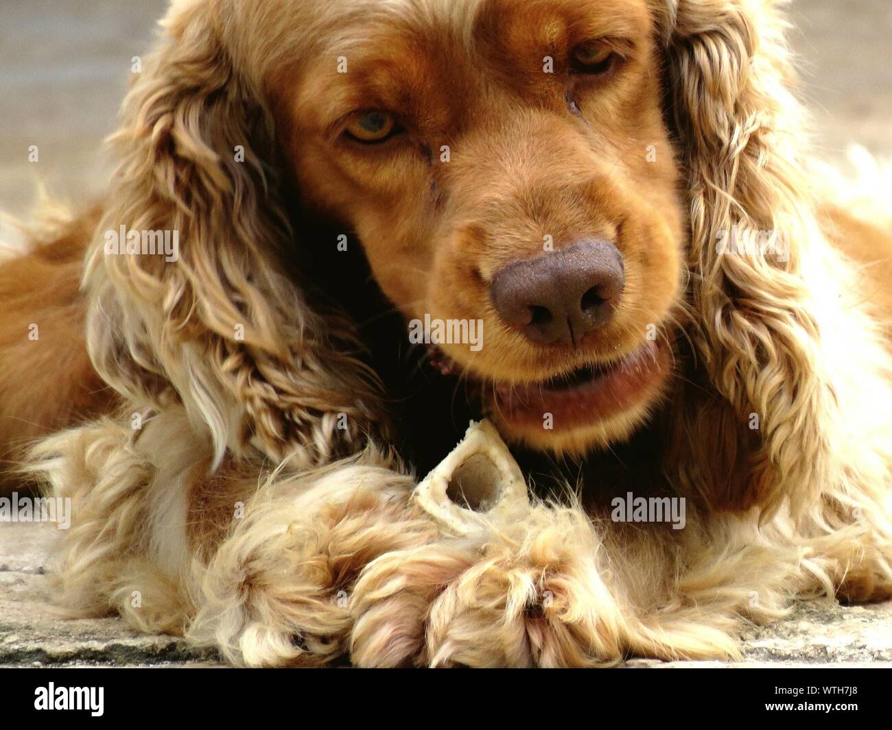 hairy cocker spaniel