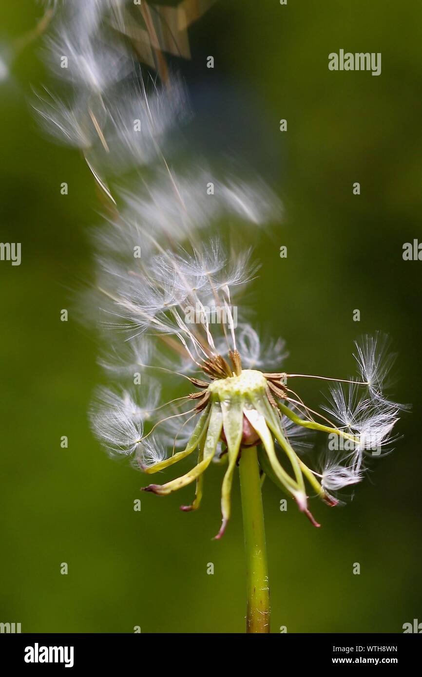 Dandelion blowing in the wind hires stock photography and images Alamy