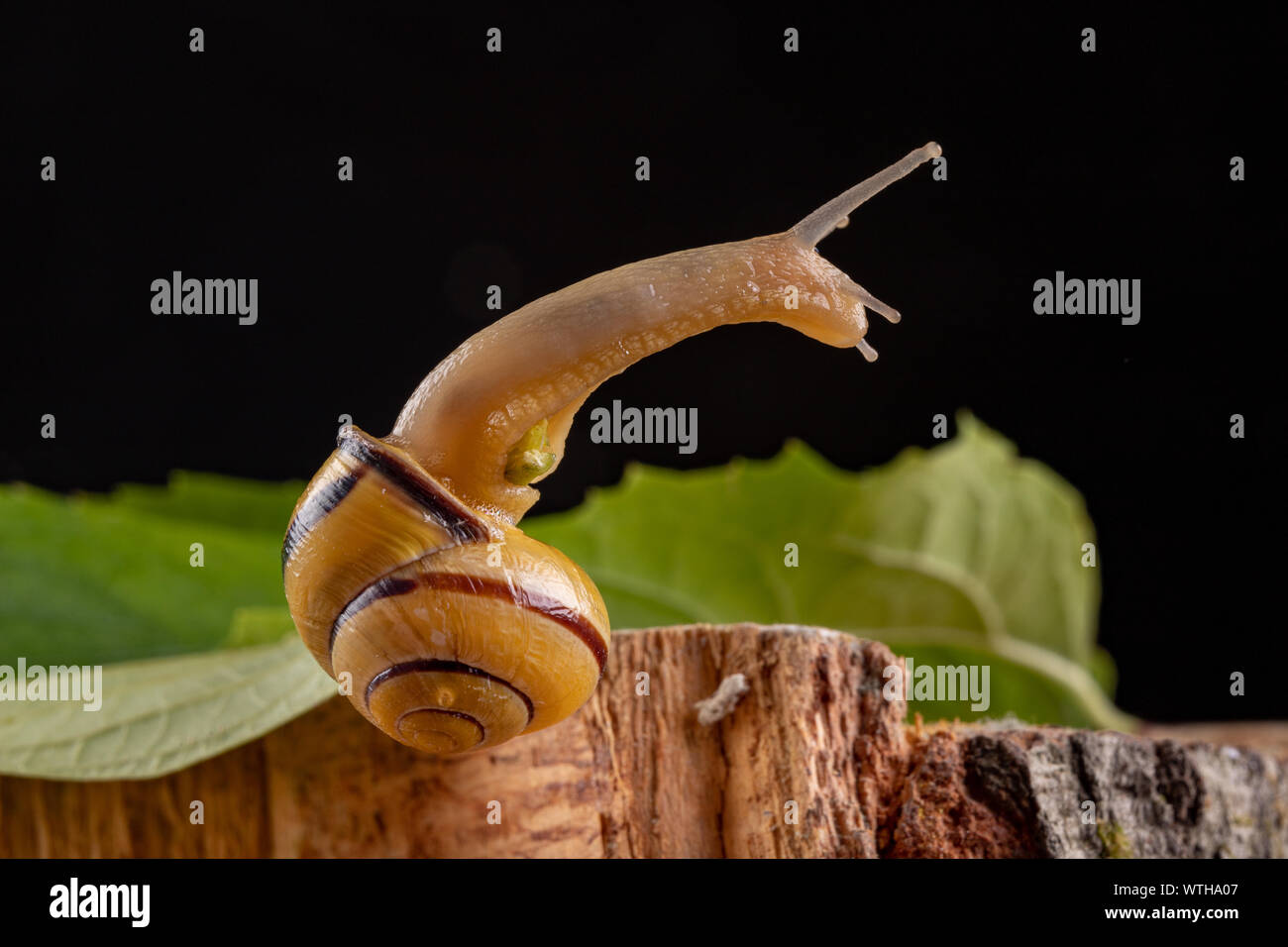 Small snail with a colorful shell on a green leaf. A small mollusk ...