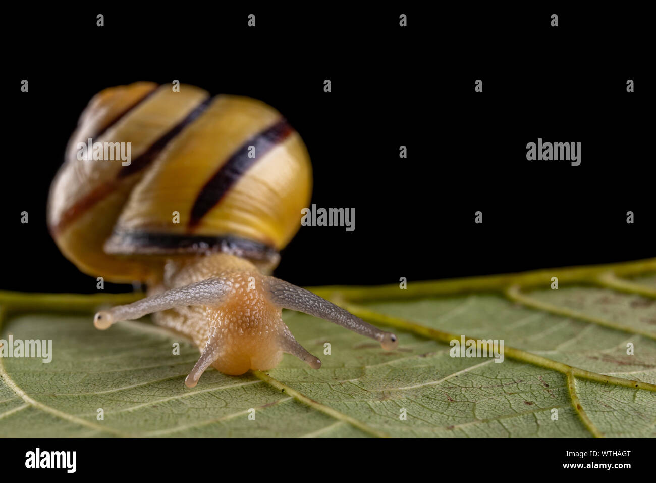 Small snail with a colorful shell on a green leaf. A small mollusk ...