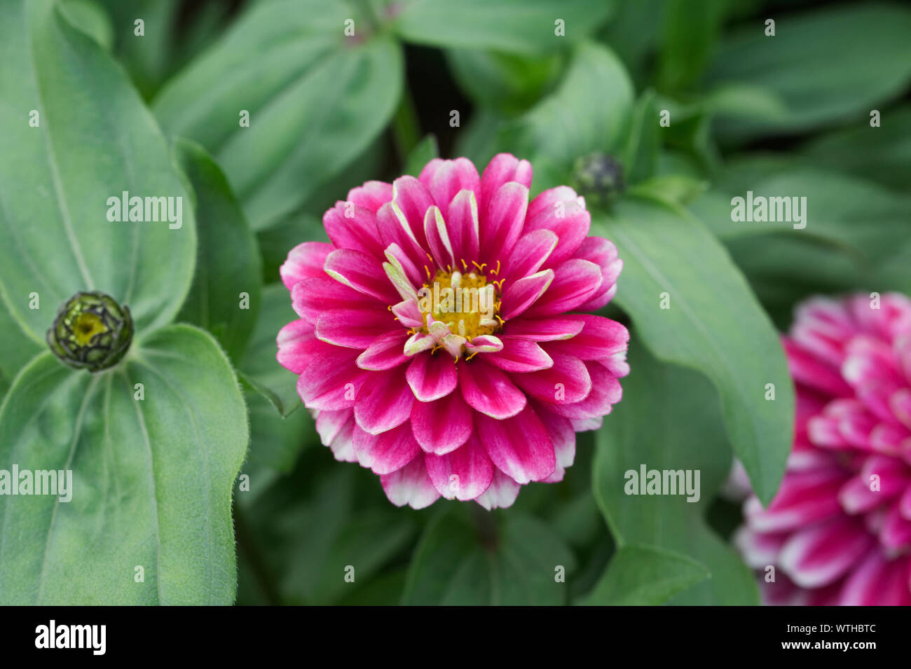 Double Zinnia High Resolution Stock Photography And Images Alamy