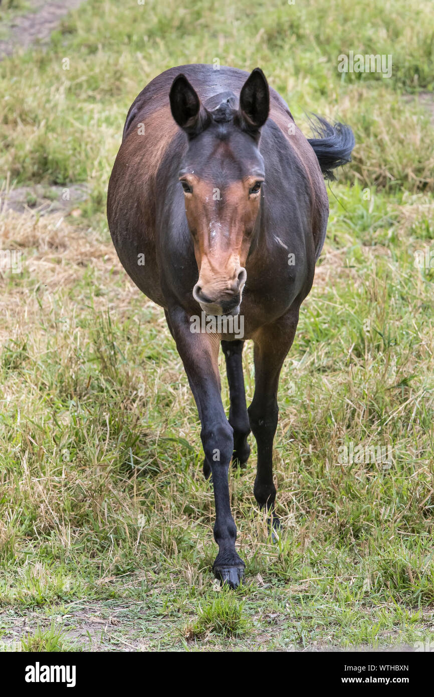 A chestnut colored horse is walking towards the camera in a pasture in
