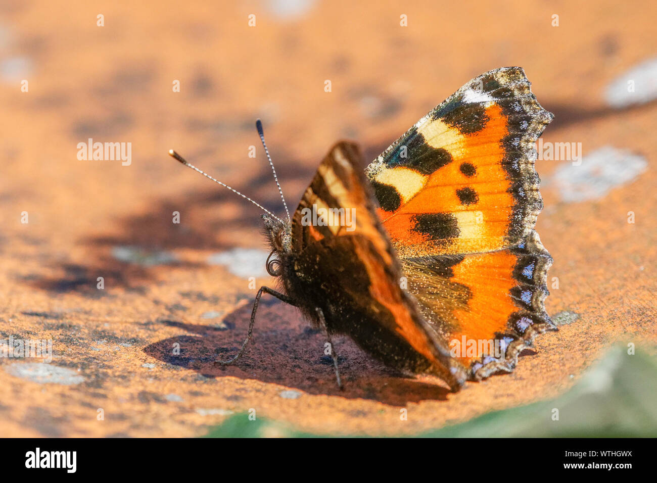 small tortoiseshell butterfly perched on roof tile Stock Photo