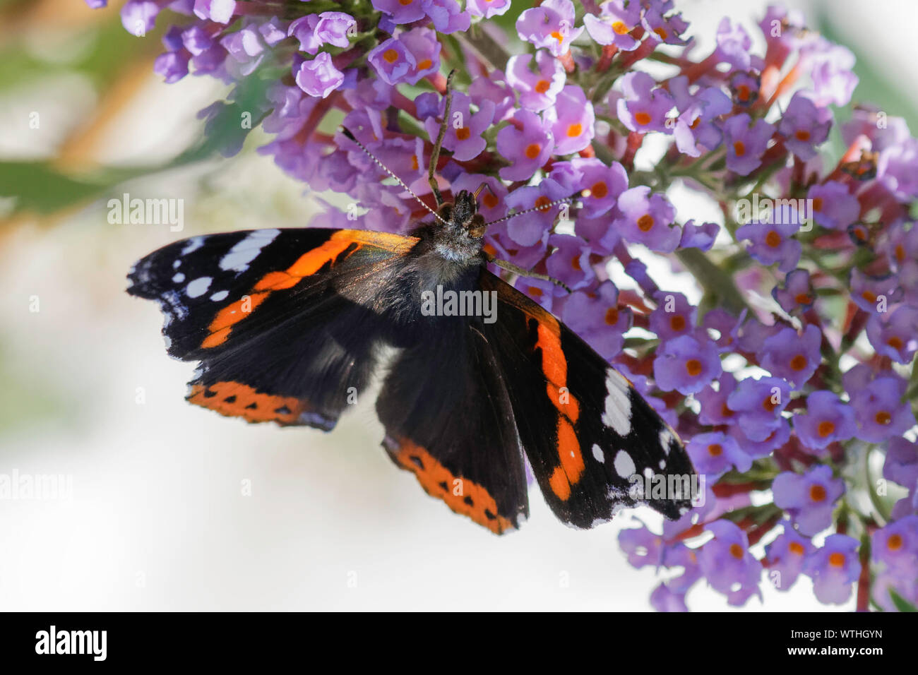 Red Admiral butterfly feeding on buddleia flowers Stock Photo