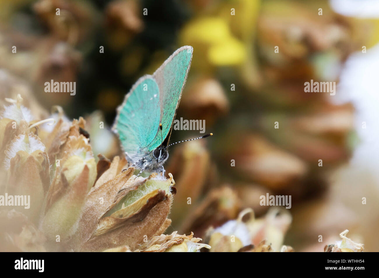 Green Hairstreak butterfly Stock Photo