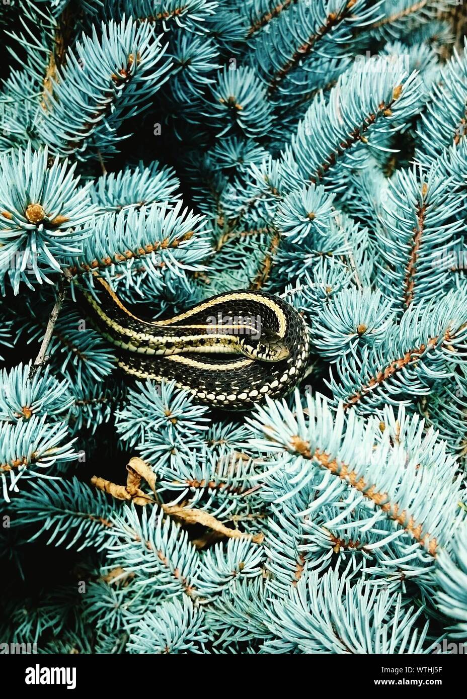 Pine Snake High Resolution Stock Photography and Images Alamy