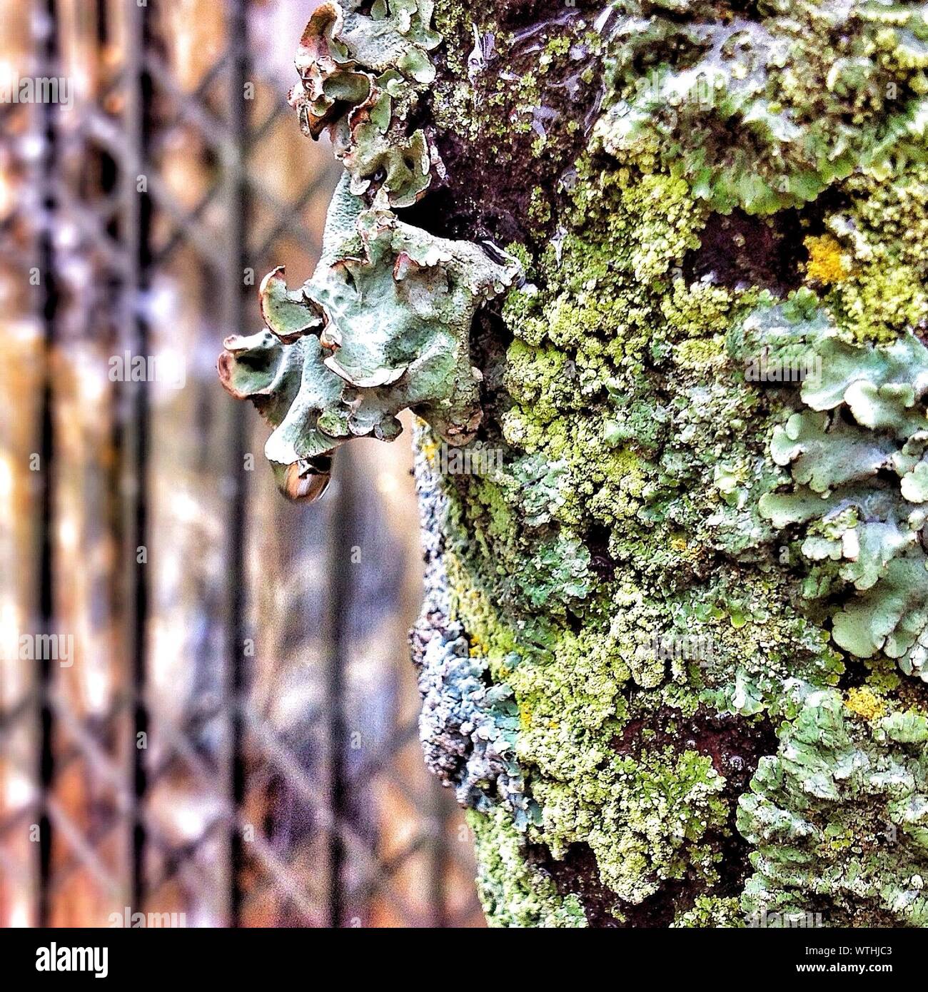 Tree drop water hires stock photography and images Alamy