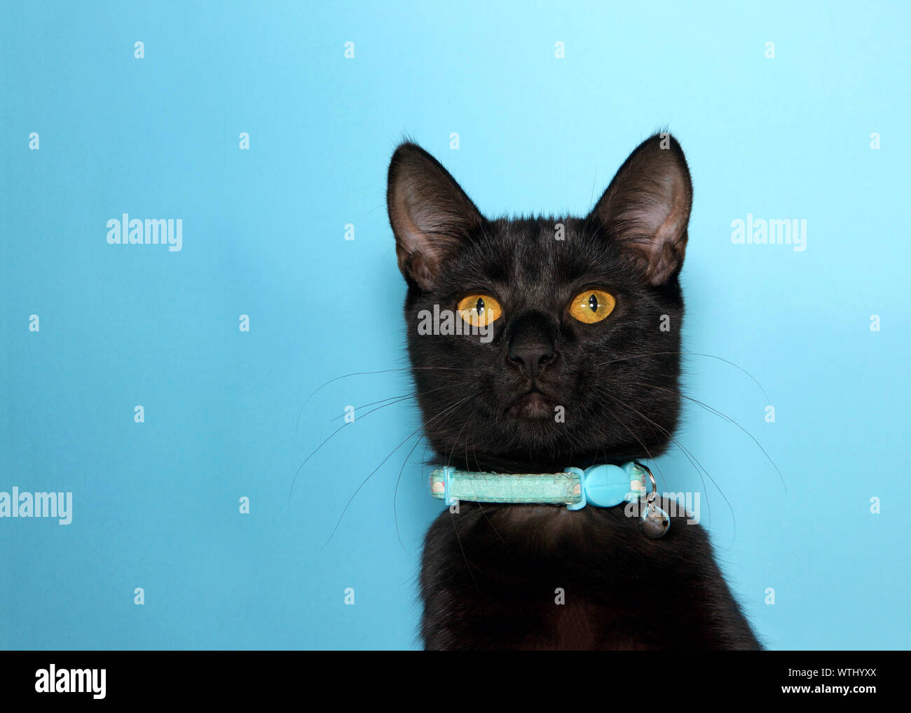 Black golden tabby hires stock photography and images Alamy