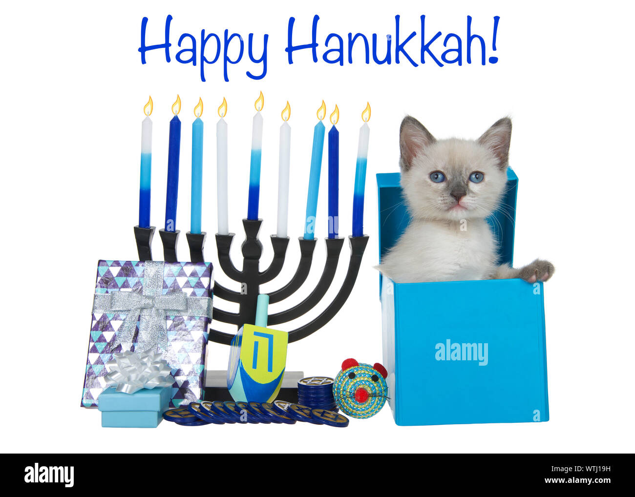 Adorable tiny siamese kitten peaking out of a blue present box next to menorah with dreidel, coins and presents plus toy mouse for Hanukkah. Animal an Stock Photo