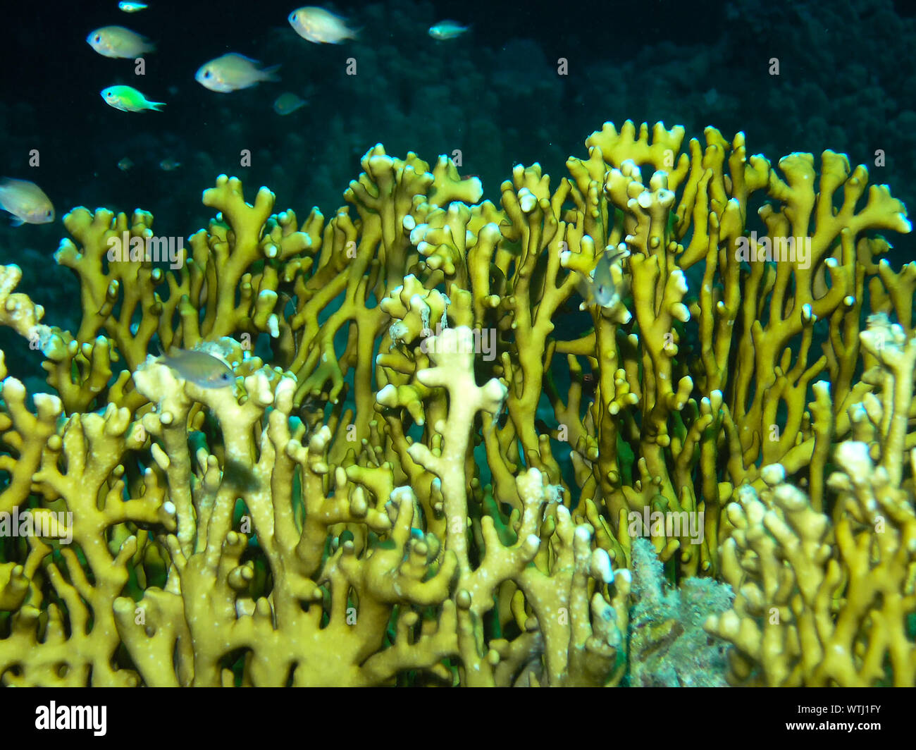 Fire Coral (Millepora) in the Red Sea Stock Photo - Alamy