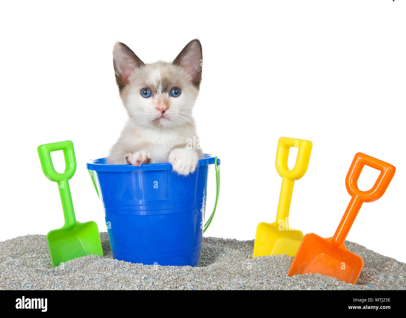 Cute Siamese mix kitten popping out of a toy sand bucket on a kitty litter sand beach with colorful shovels, isolated on white. Fun animal antics, sum Stock Photo