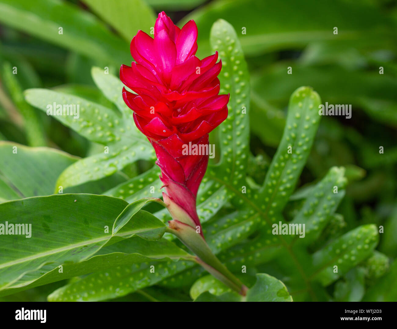 Hawaiian red ginger plant surrounded by green leaves. Stock Photo