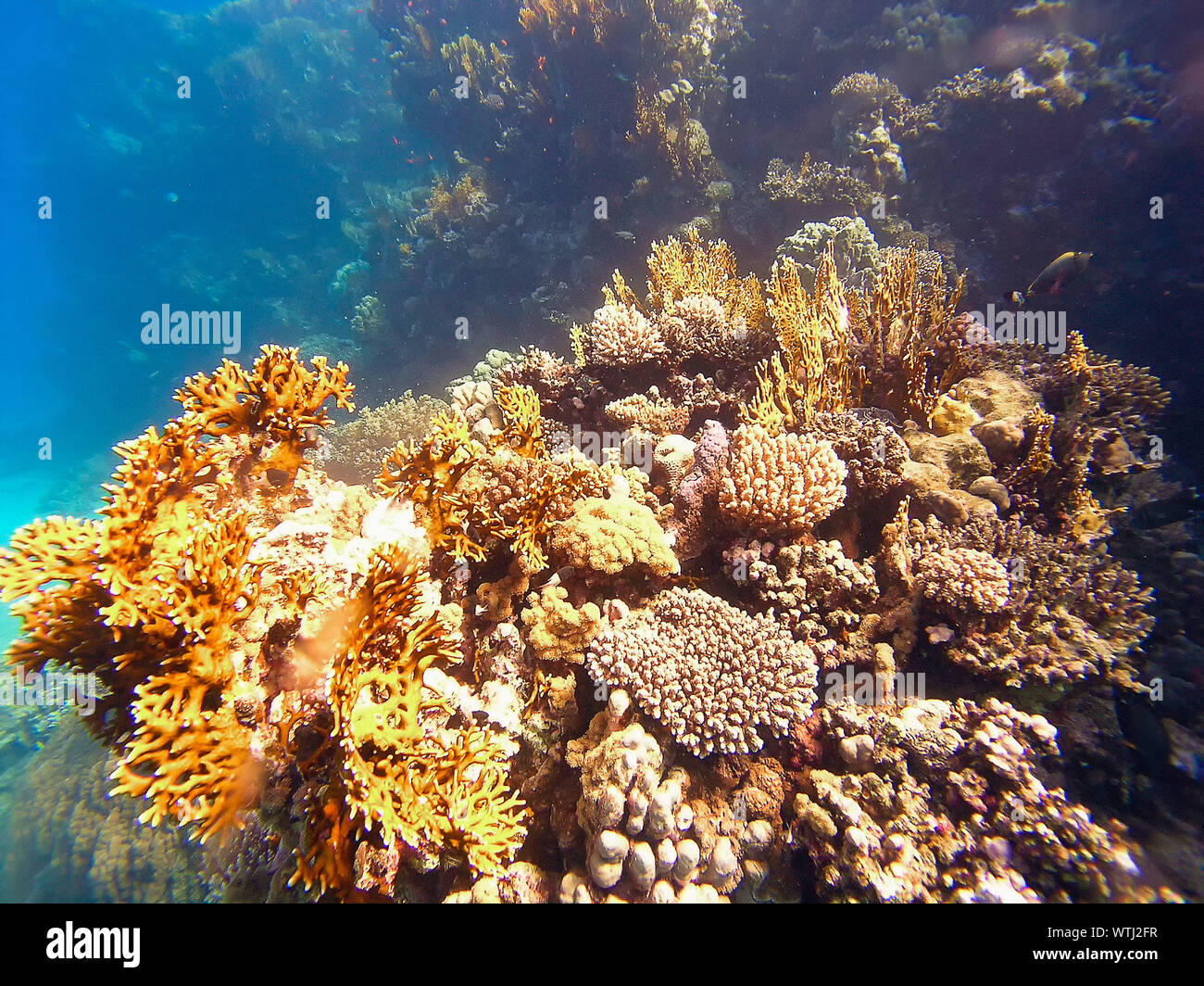 Fire Coral (Millepora) in the Red Sea Stock Photo - Alamy