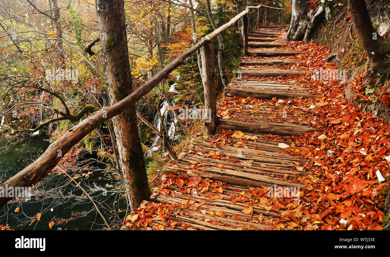 Steps By Trees At Plitvice Lakes National Park Stock Photo