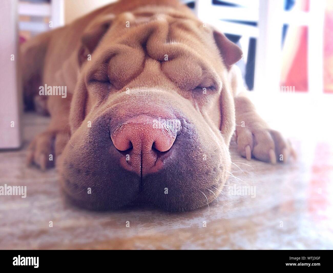 are chinese shar pei puppies lazy