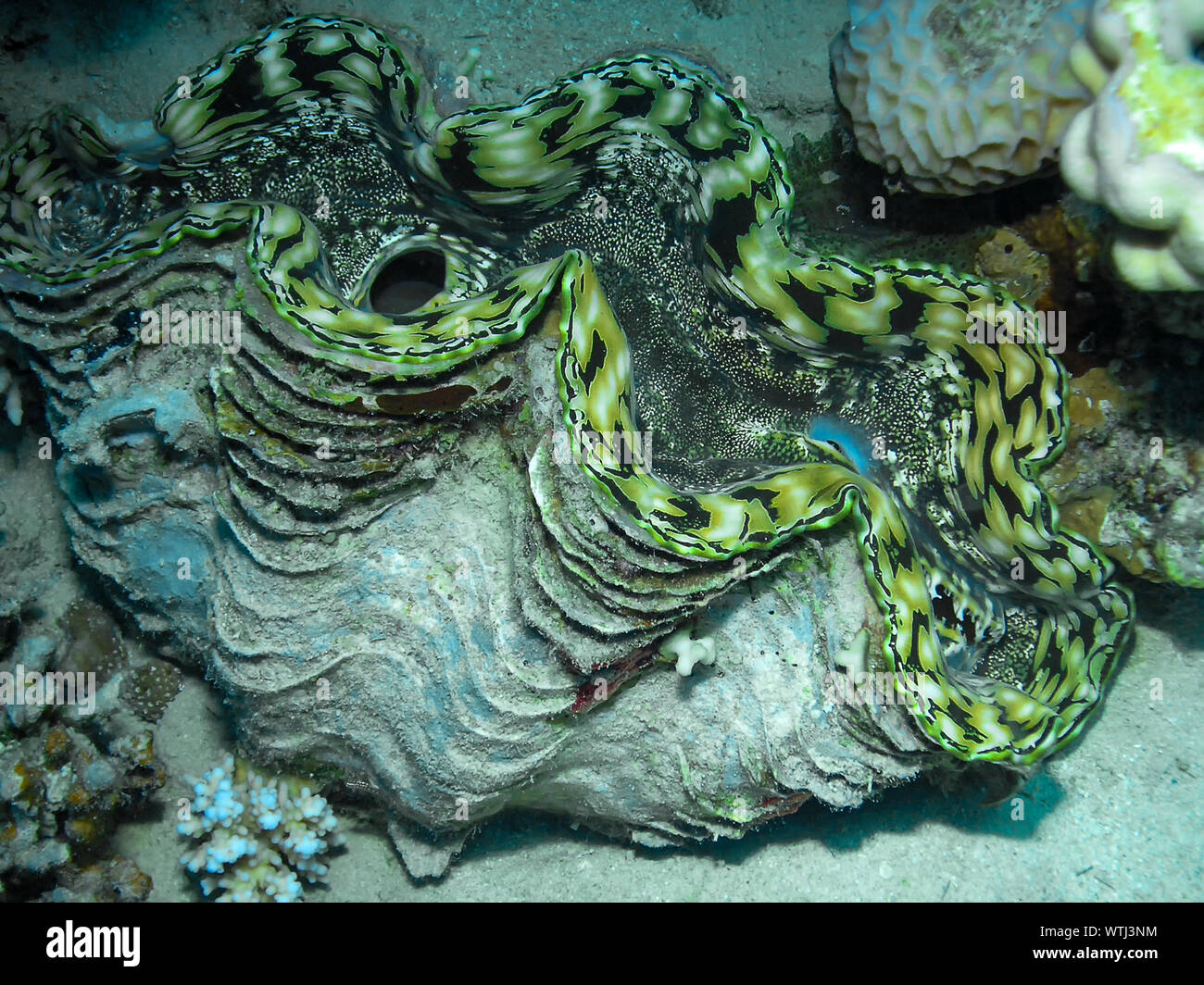 Fluted Giant Clam (Tridacna squamosa) Stock Photo