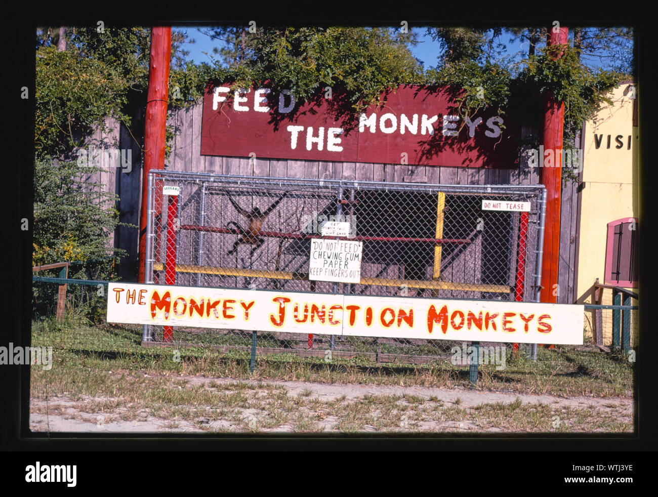 Monkey Junction Monkeys, Wilmington, North Carolina Stock Photo Alamy