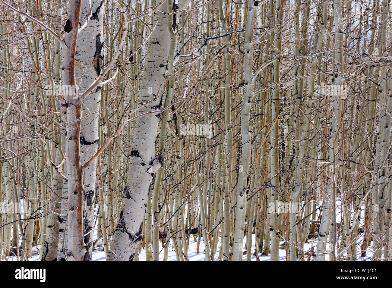 Winter view of a forest with countless birches (Betula papyrifera). Image can be used to illustrate the saying 'Can't see the wood for the trees'. Stock Photo