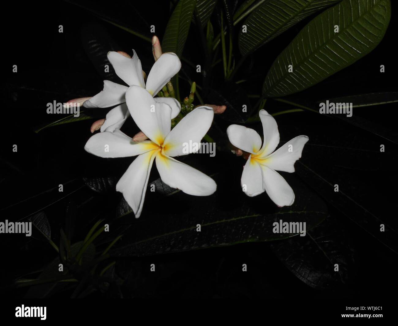 White Frangipani High Resolution Stock Photography And Images Alamy