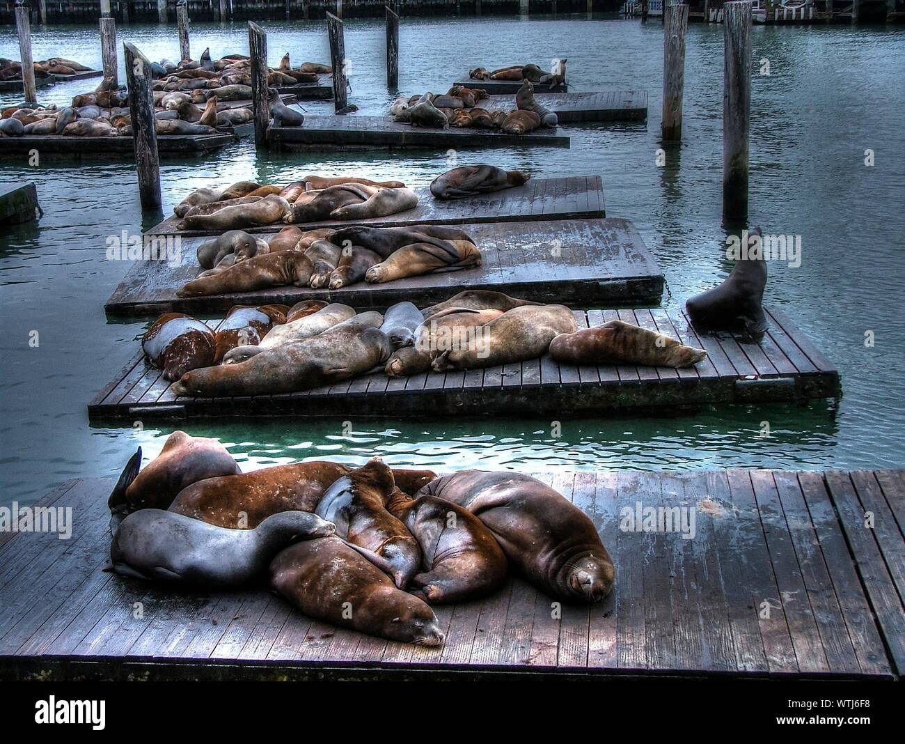 Seals Resting On Wooden Platforms Stock Photo