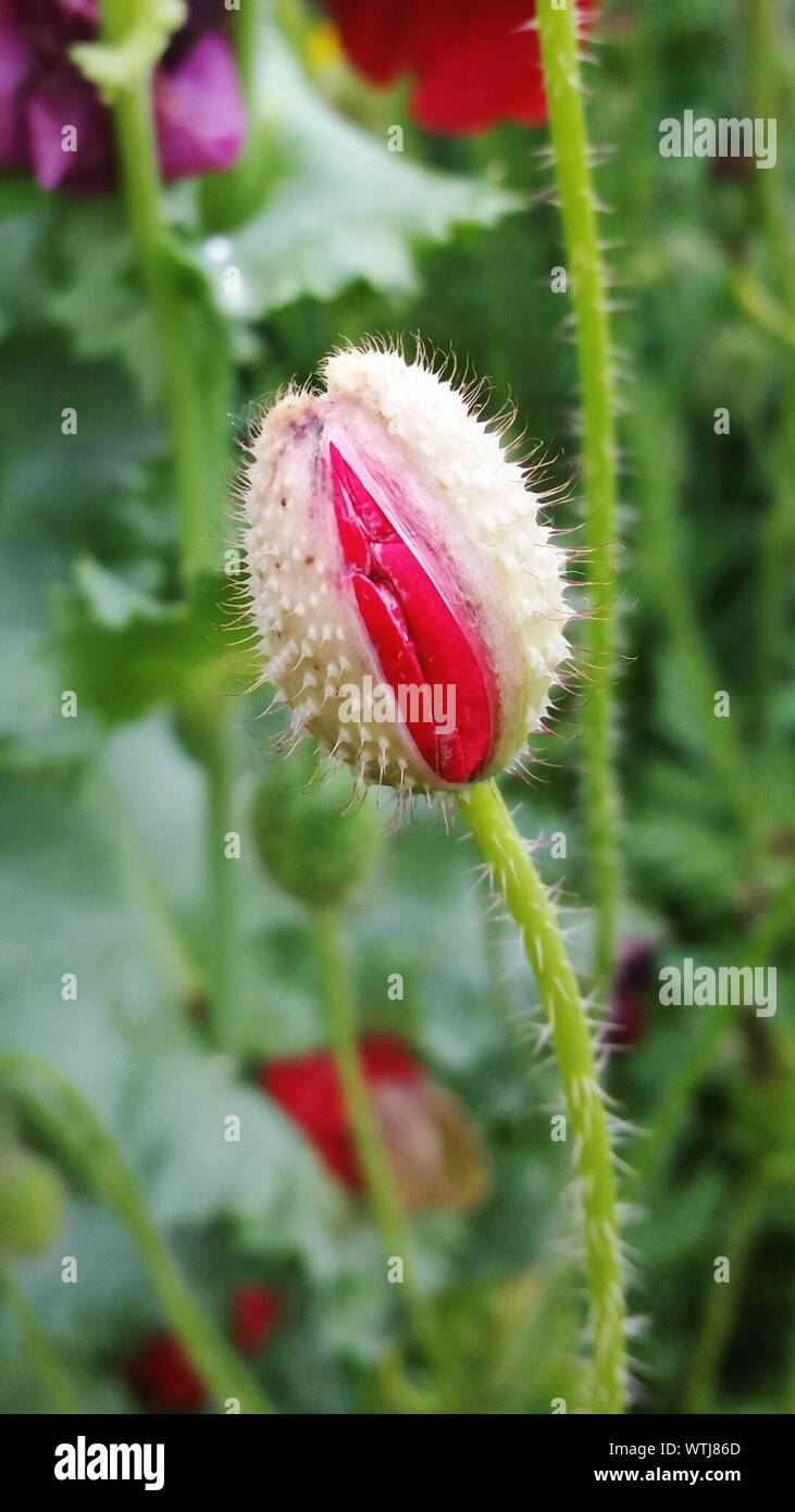 Close-up Of Poppy Flower Bud Stock Photo