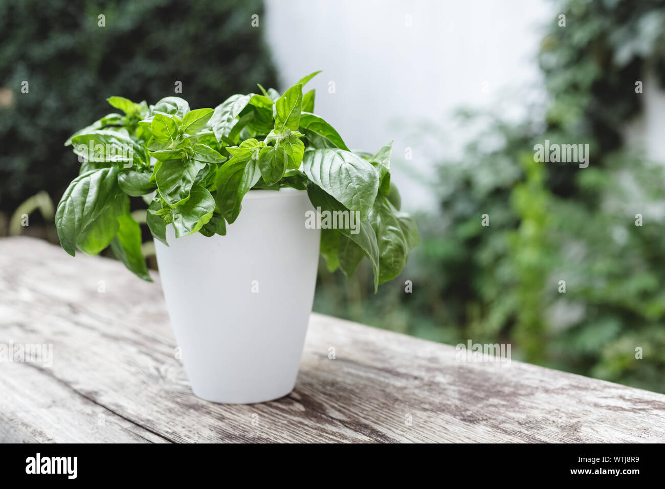 Fresh basil herb in flowerpot in garden Stock Photo Alamy