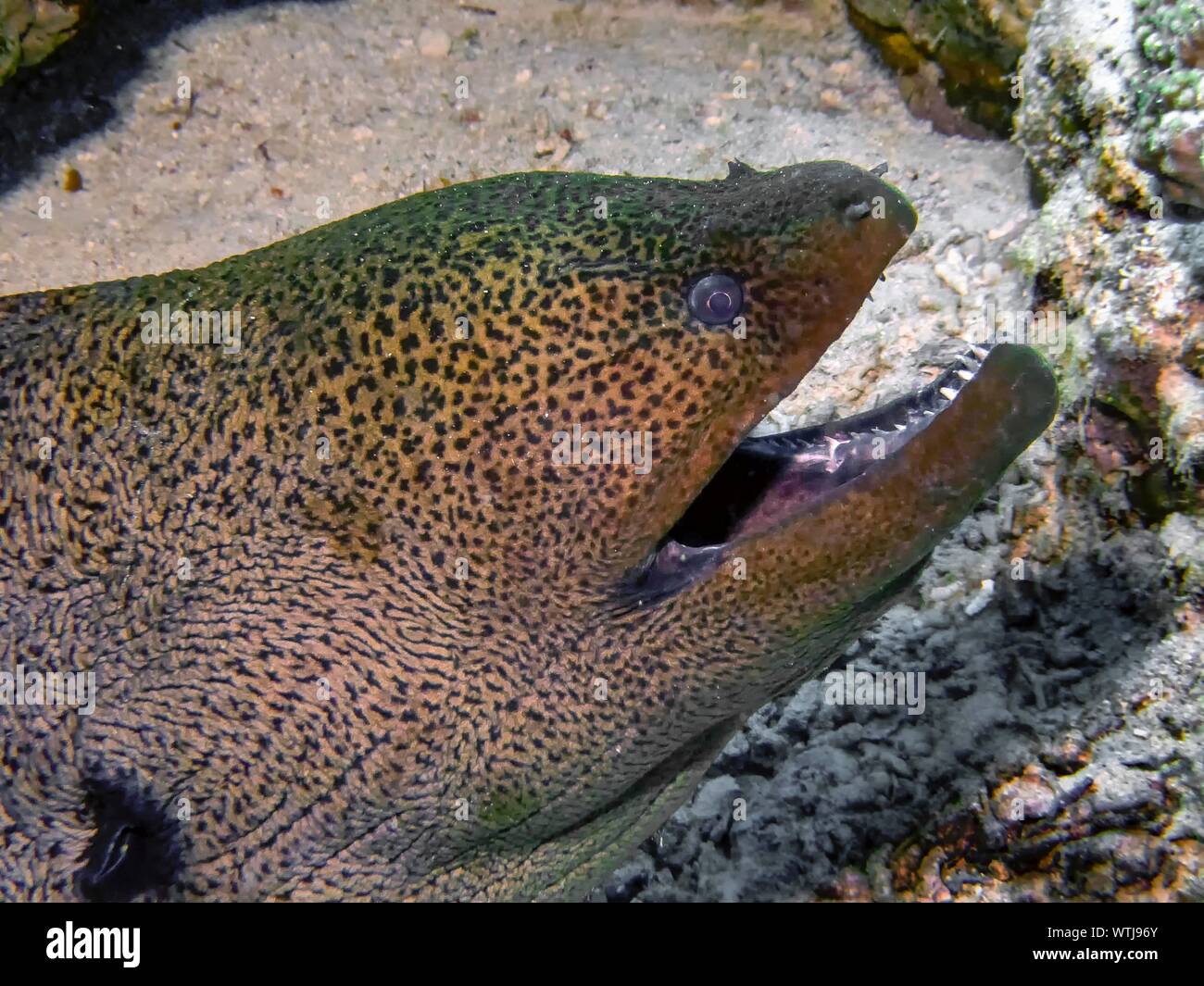 Giant Moray Eel (Gymnothorax javanicus) Stock Photo