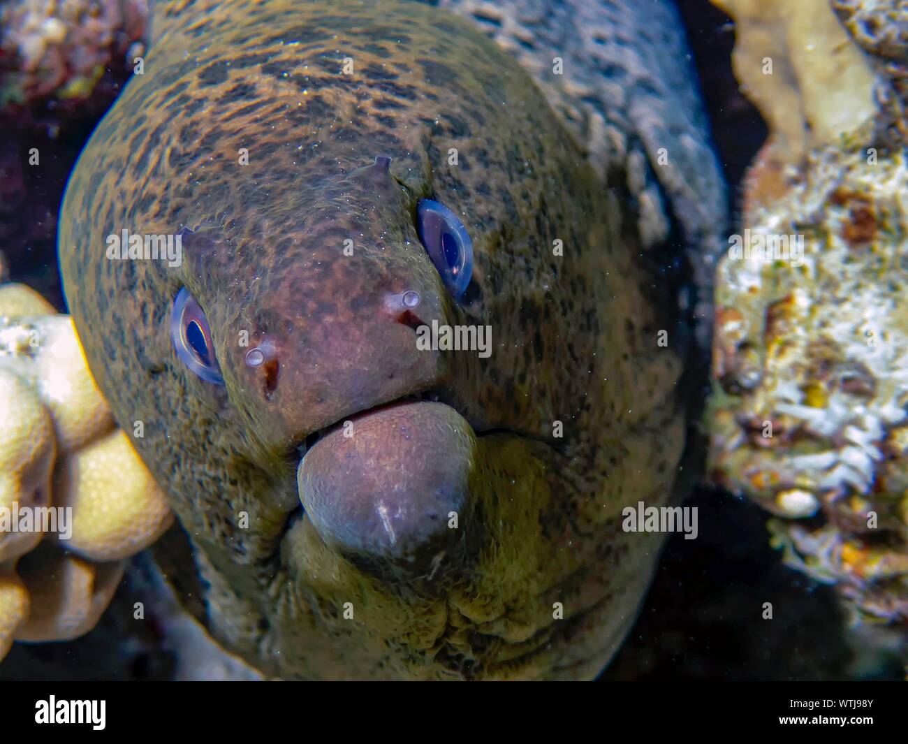 Giant Moray Eel (Gymnothorax javanicus) Stock Photo