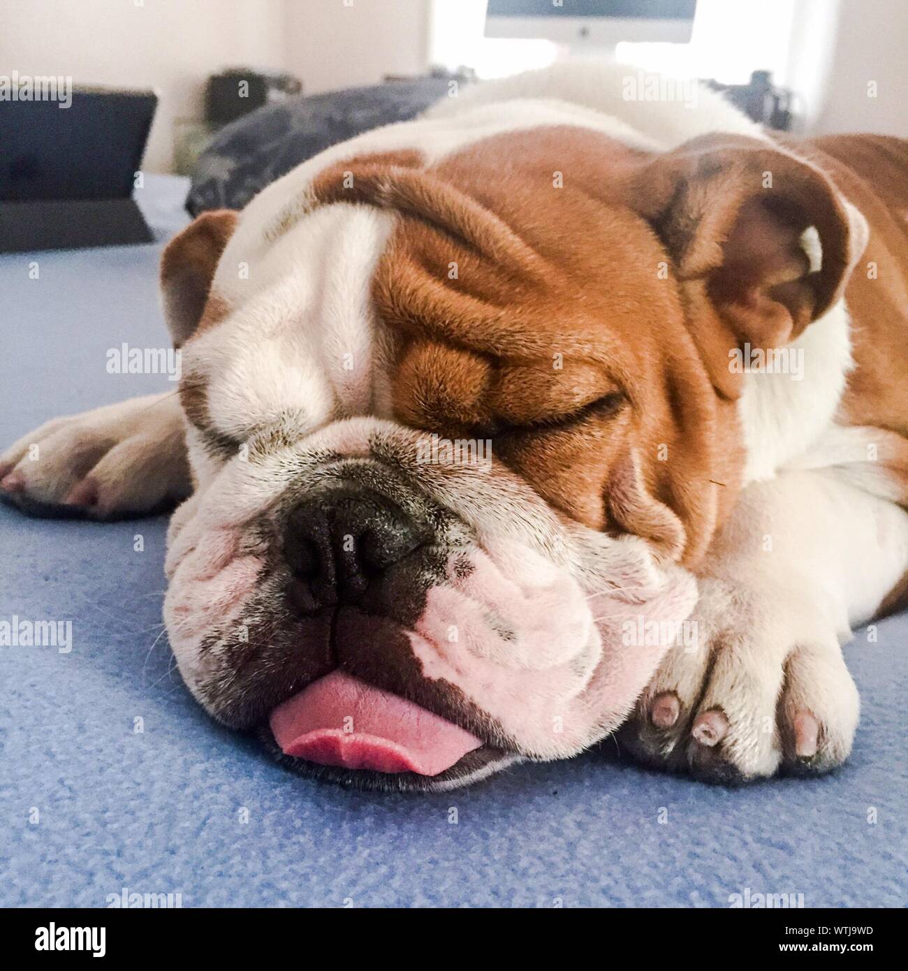 How Much Should English Bulldog Puppies Sleep