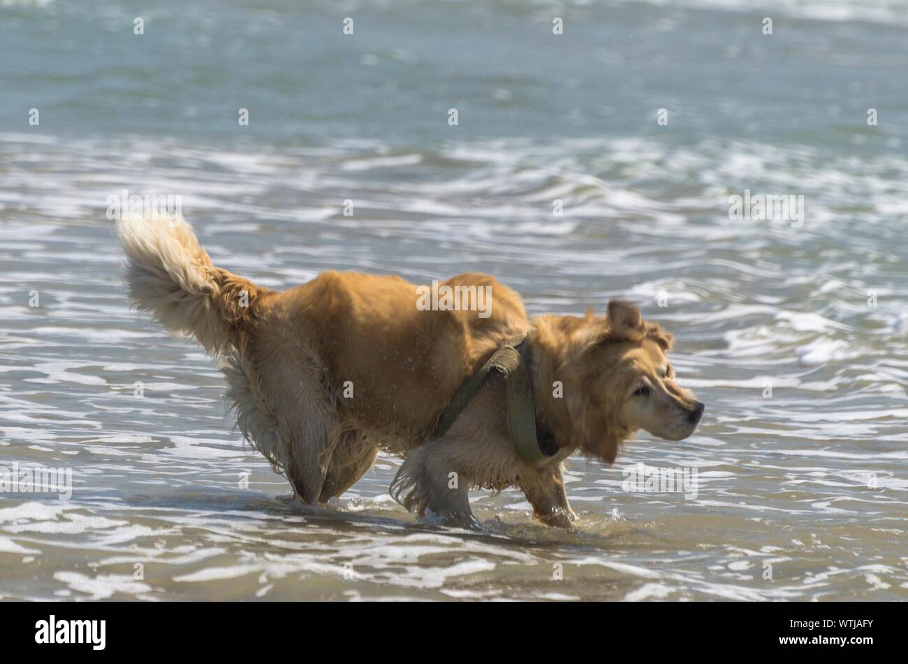 Long Haired Golden Retriever Stock Photos Long Haired Golden