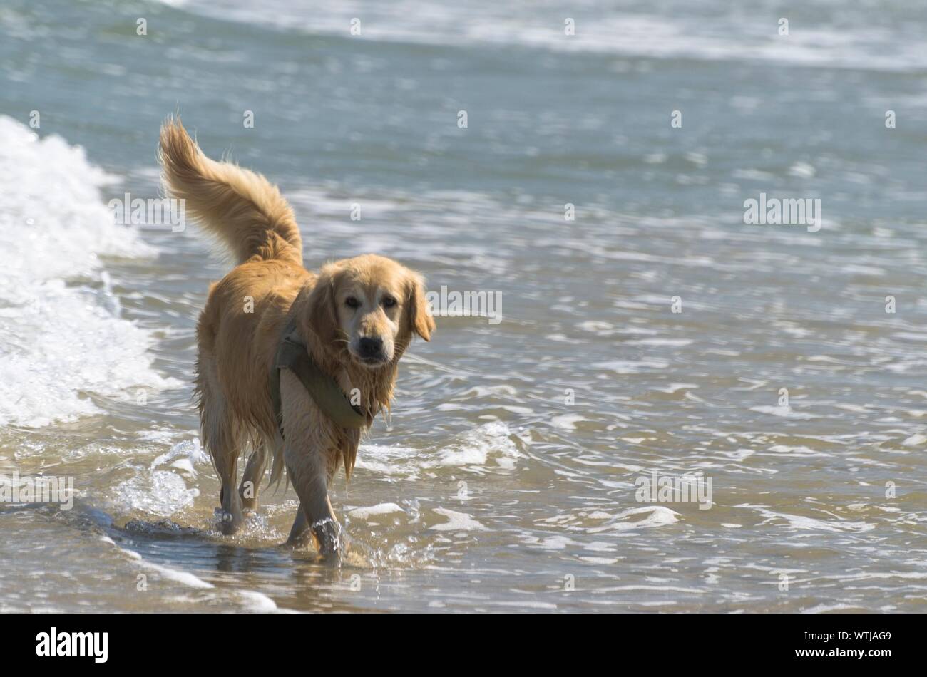 long haired yellow lab