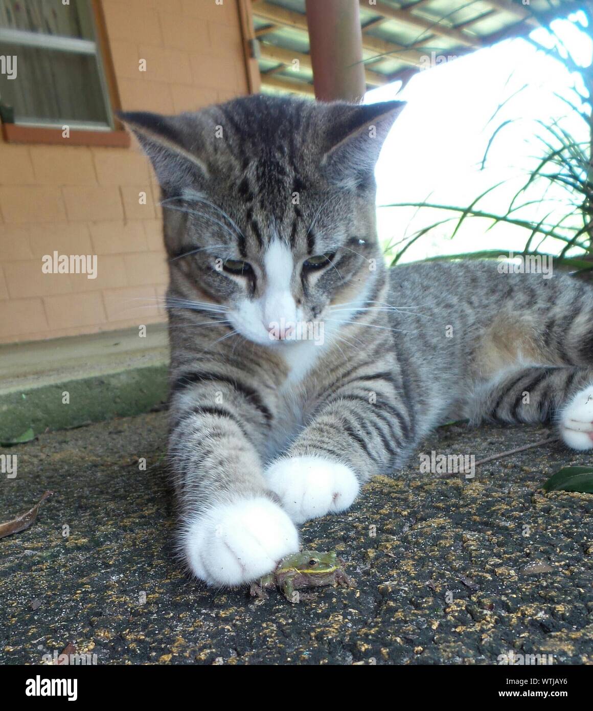 Lying Frog High Resolution Stock Photography and Images Alamy