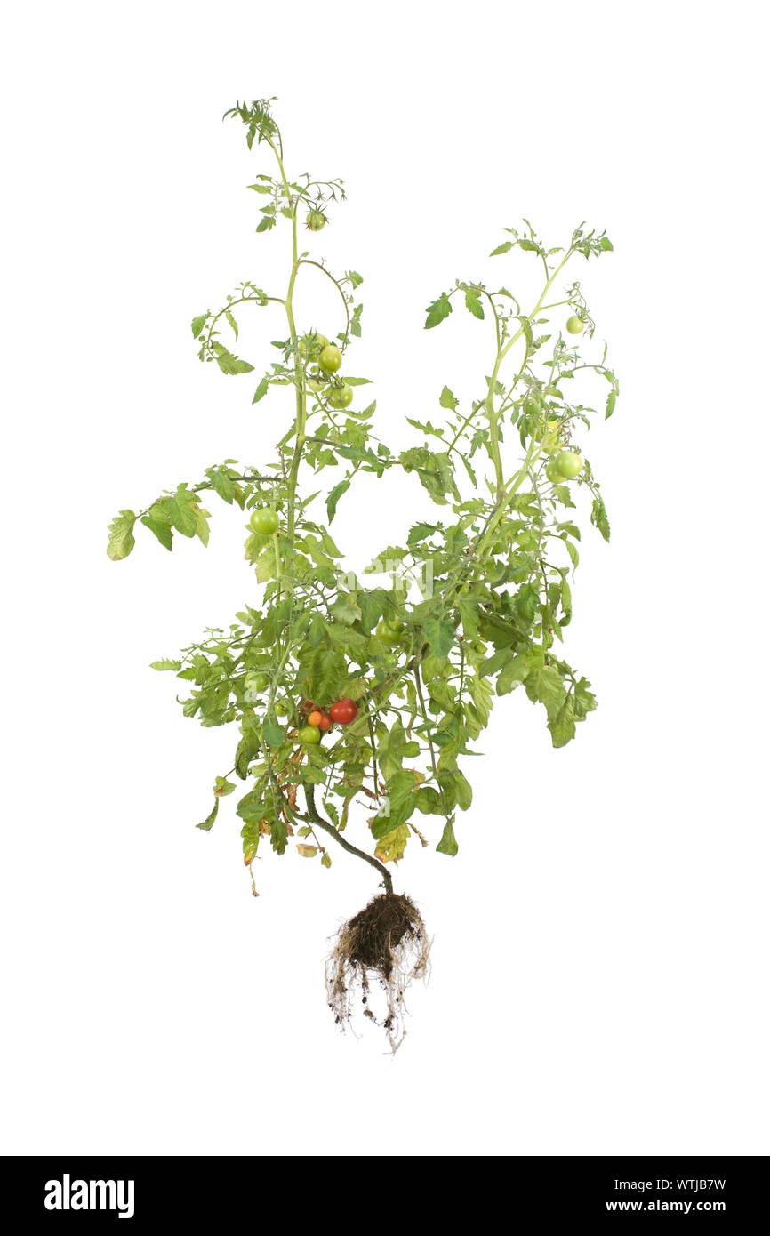 Whole Tomato plant with roots on isolated white background Stock Photo