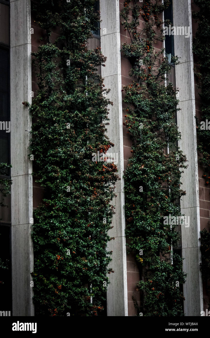 Creepers Growing On Wall High Resolution Stock Photography and Images