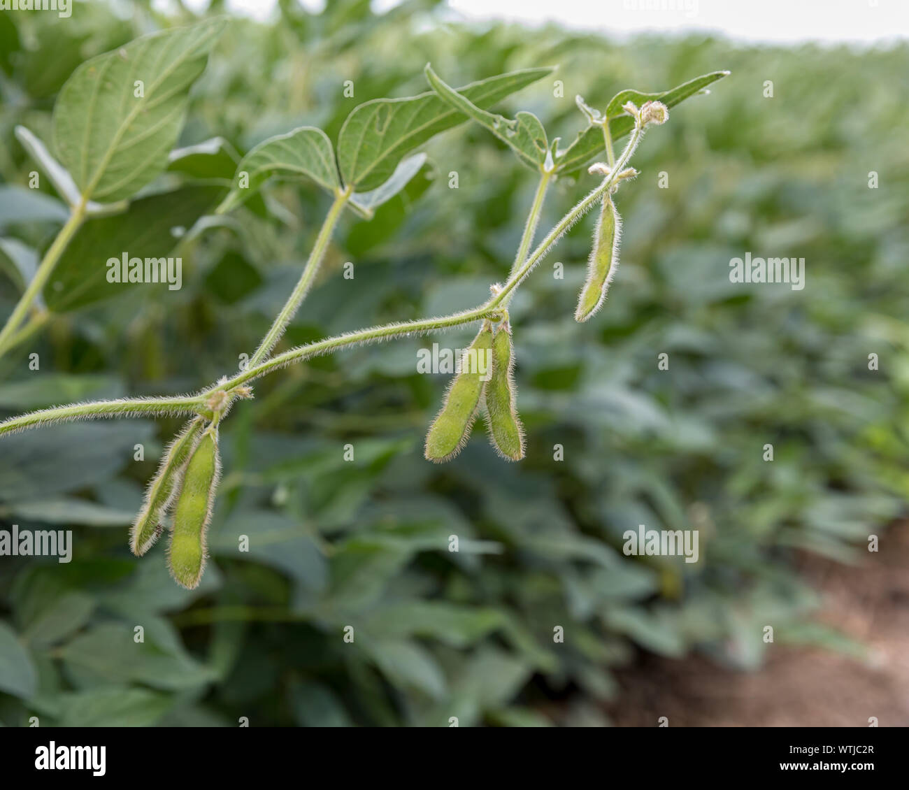 Closeup of bean pods on soybean plant at R6 growth stage in farm field Stock Photo