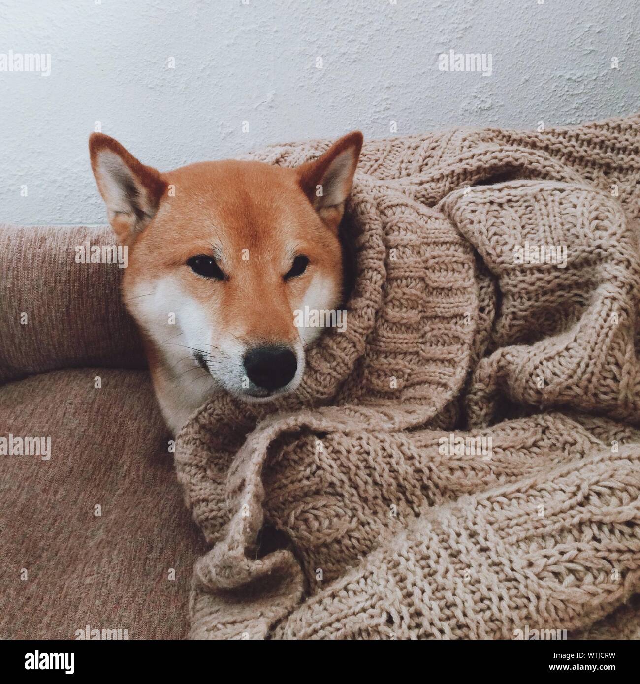 High Angle View Of Shiba Inu Dog Lying On Sofa Against Wall Stock Photo Alamy