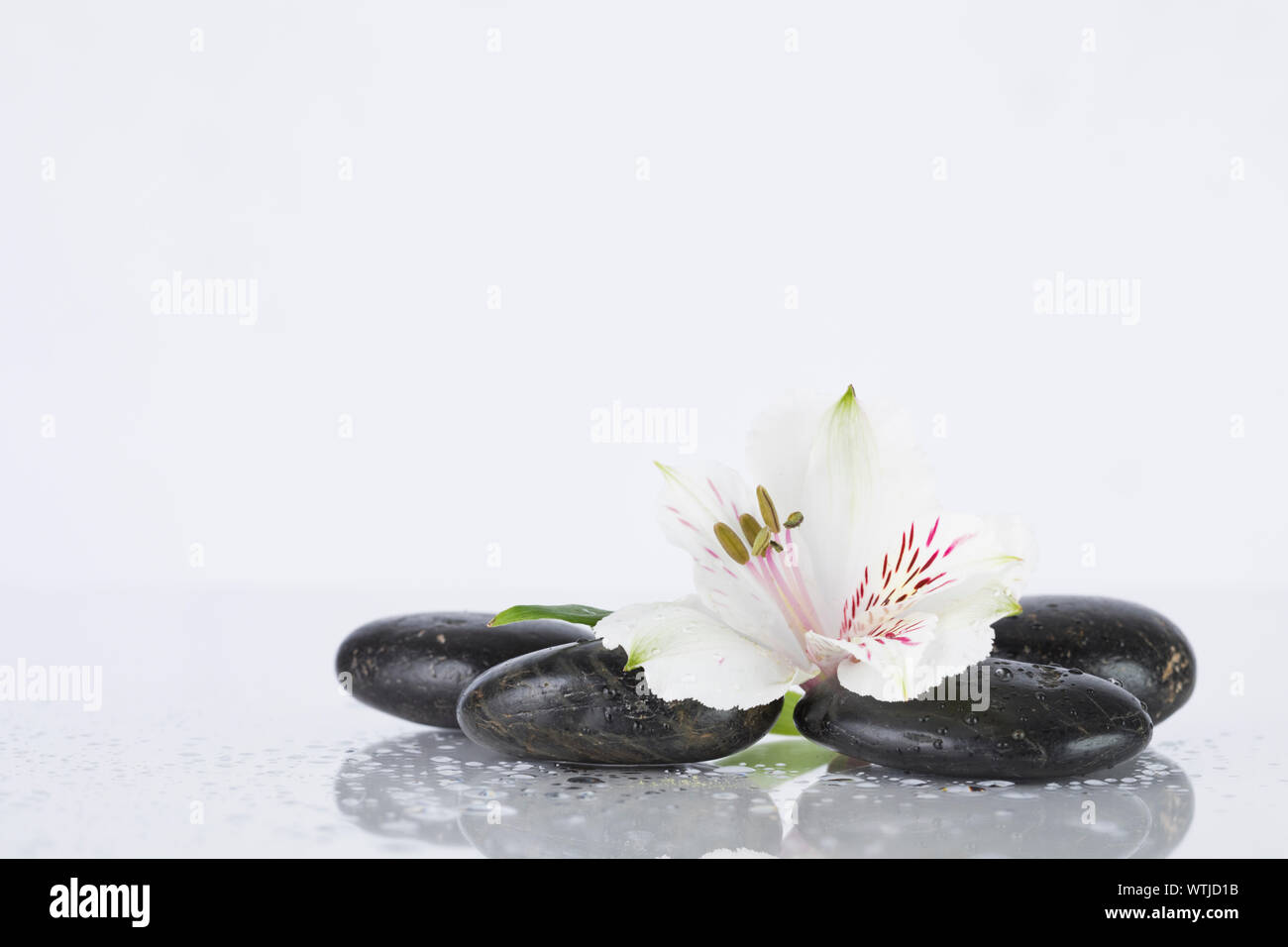 Lily on black stones Stock Photo