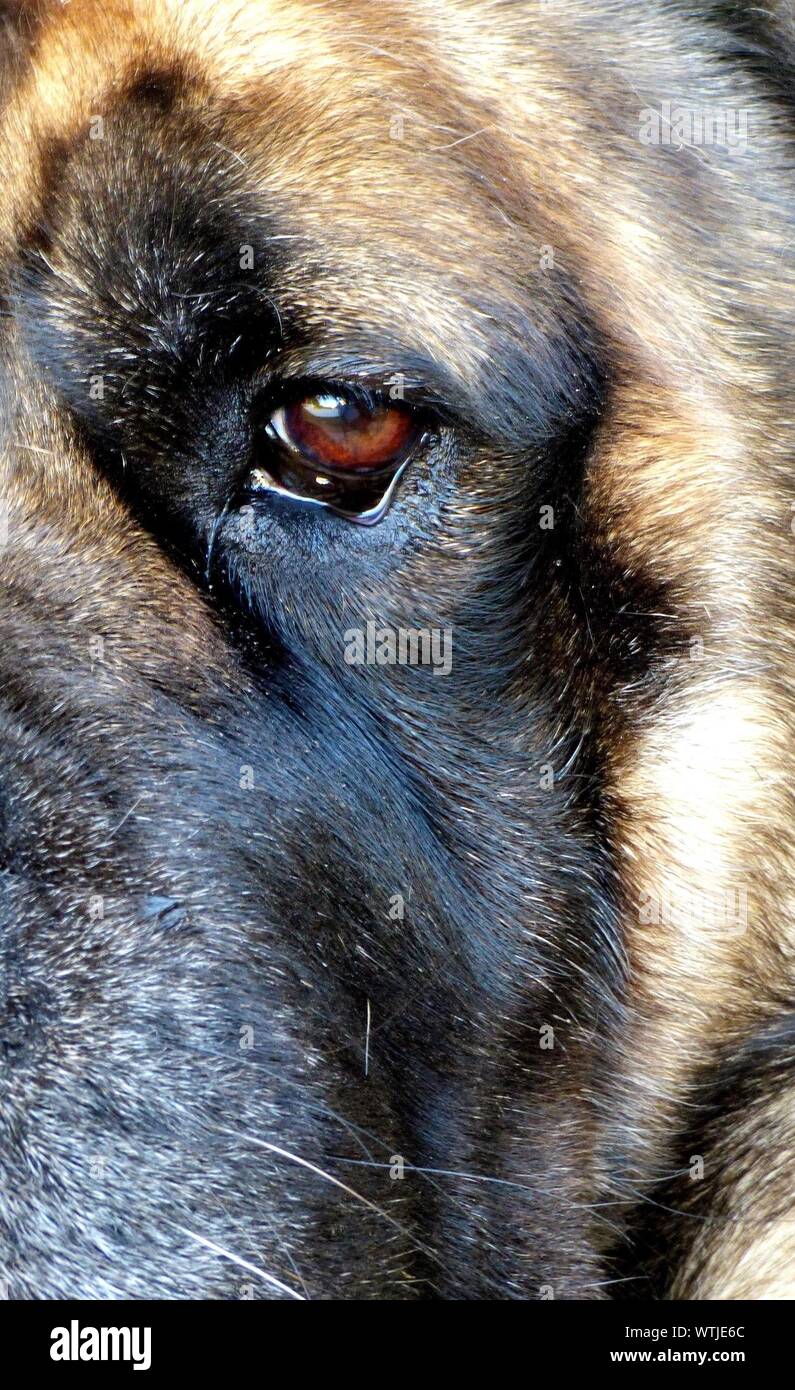 Cropped Image Of Sad German Shepherd Dog With Teardrop Stock Photo