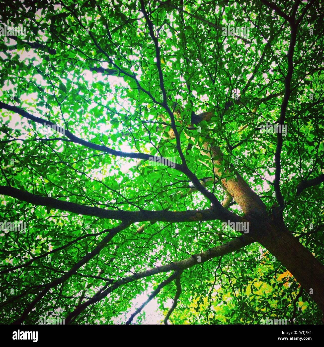 Green Tree Canopy Stock Photo