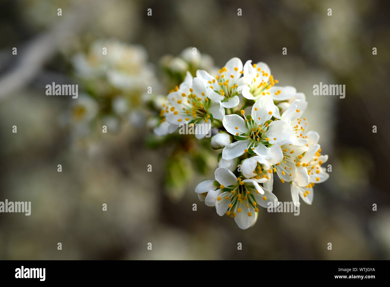 Macro image of Spring flowering Cherry Plum. Stock Photo