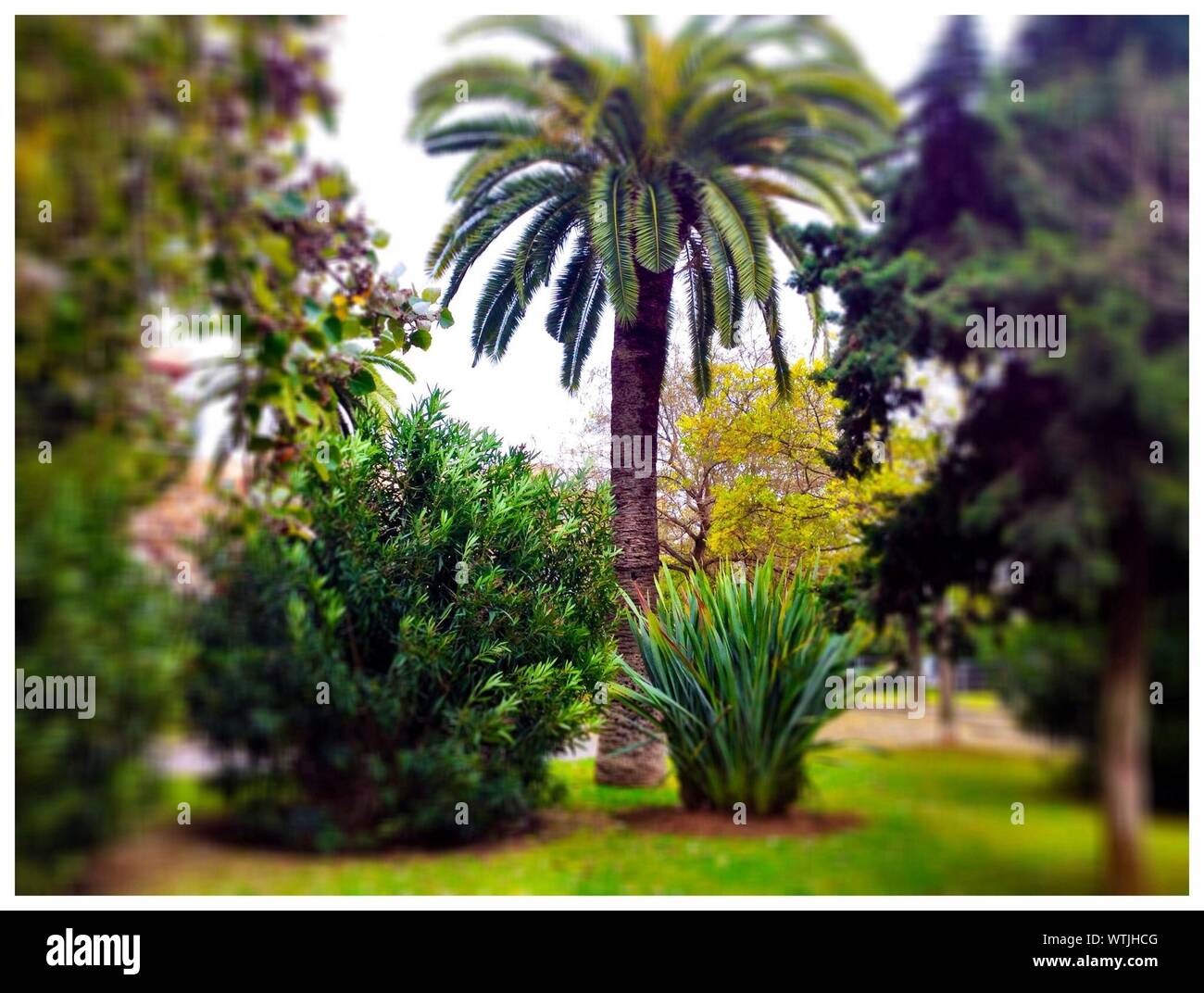 Palm tree park hi-res stock photography and images - Alamy