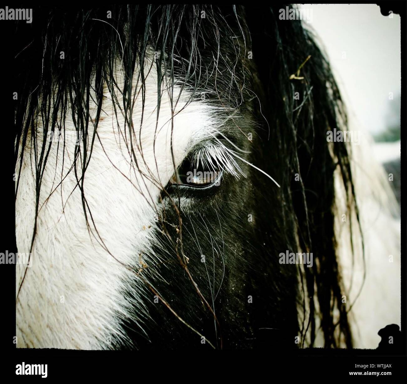 Wet horse hires stock photography and images Alamy